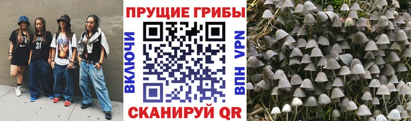 Псилоцибиновые грибы Psilocybe  Купить закладки  Азнакаево 